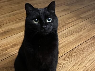 Looking for: Black cat(any type)